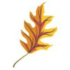 Autumn Leaf